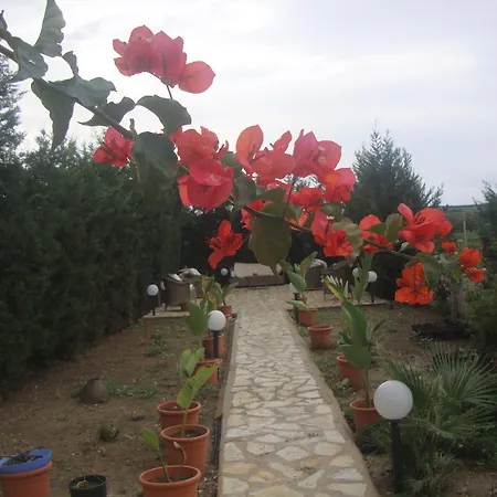 Delle Palme Delfina Trapani