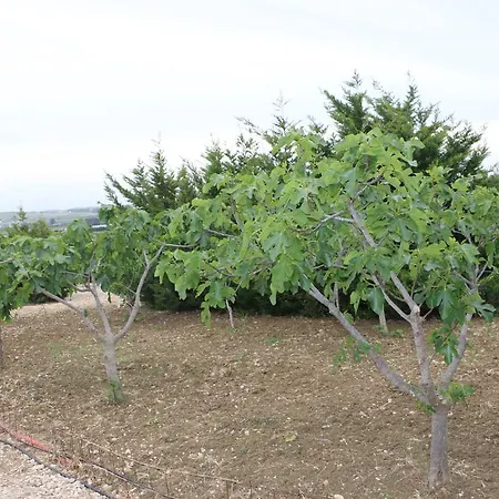 Country house Delle Palme Delfina *