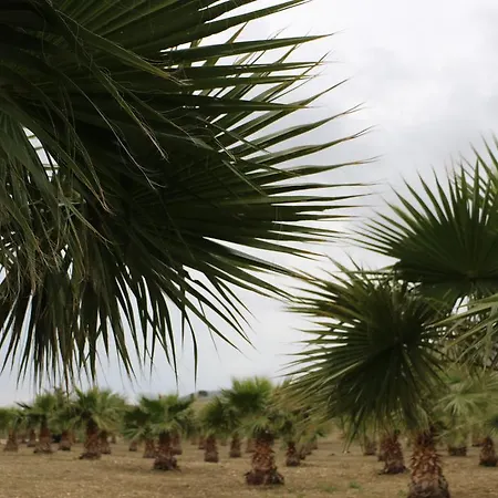 Lantställe Delle Palme Delfina