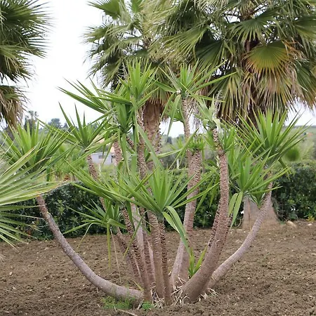Delle Palme Delfina Trapani